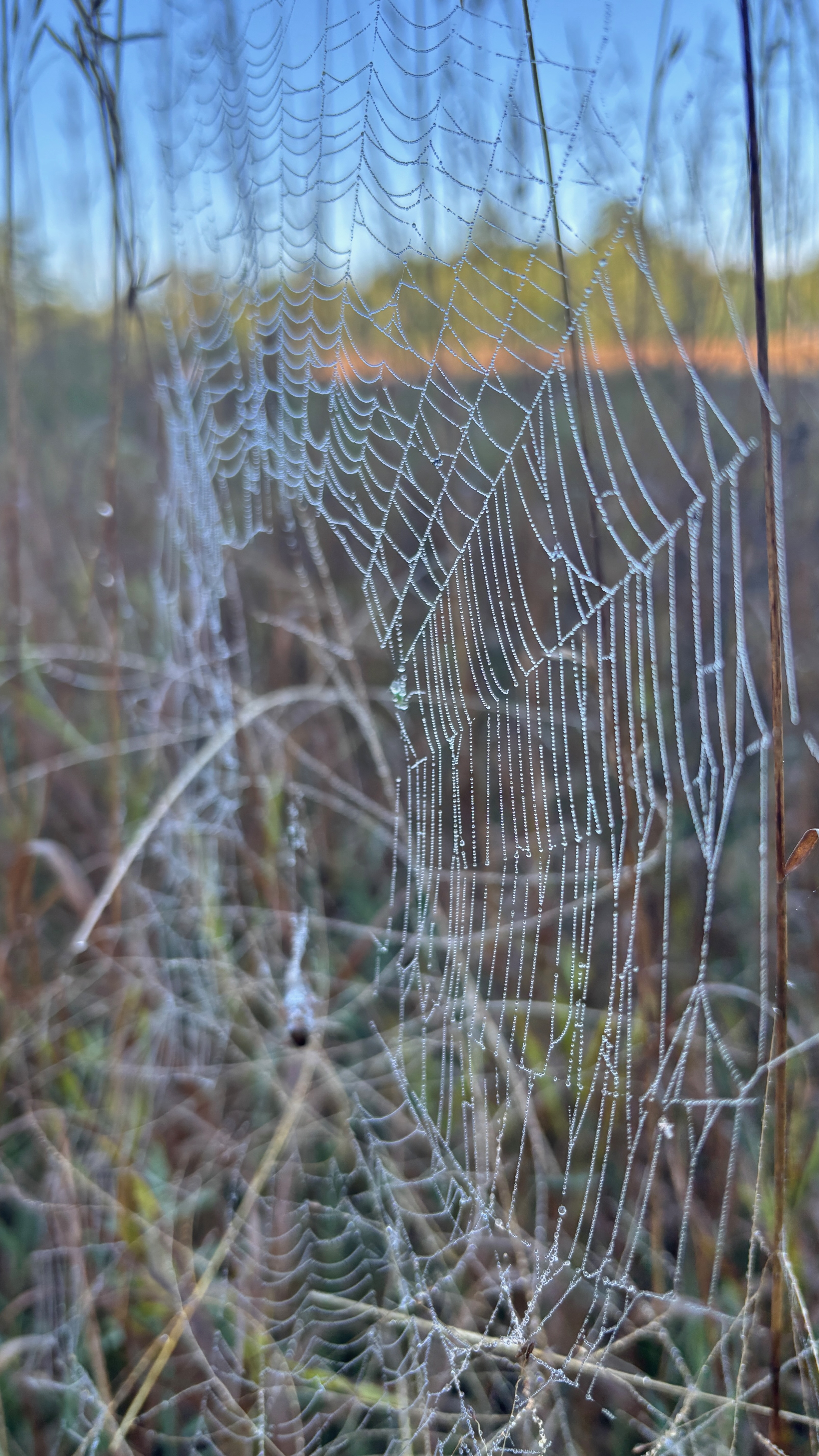 A closeup of a spiderweb built between grass stems, covered in morning dew.