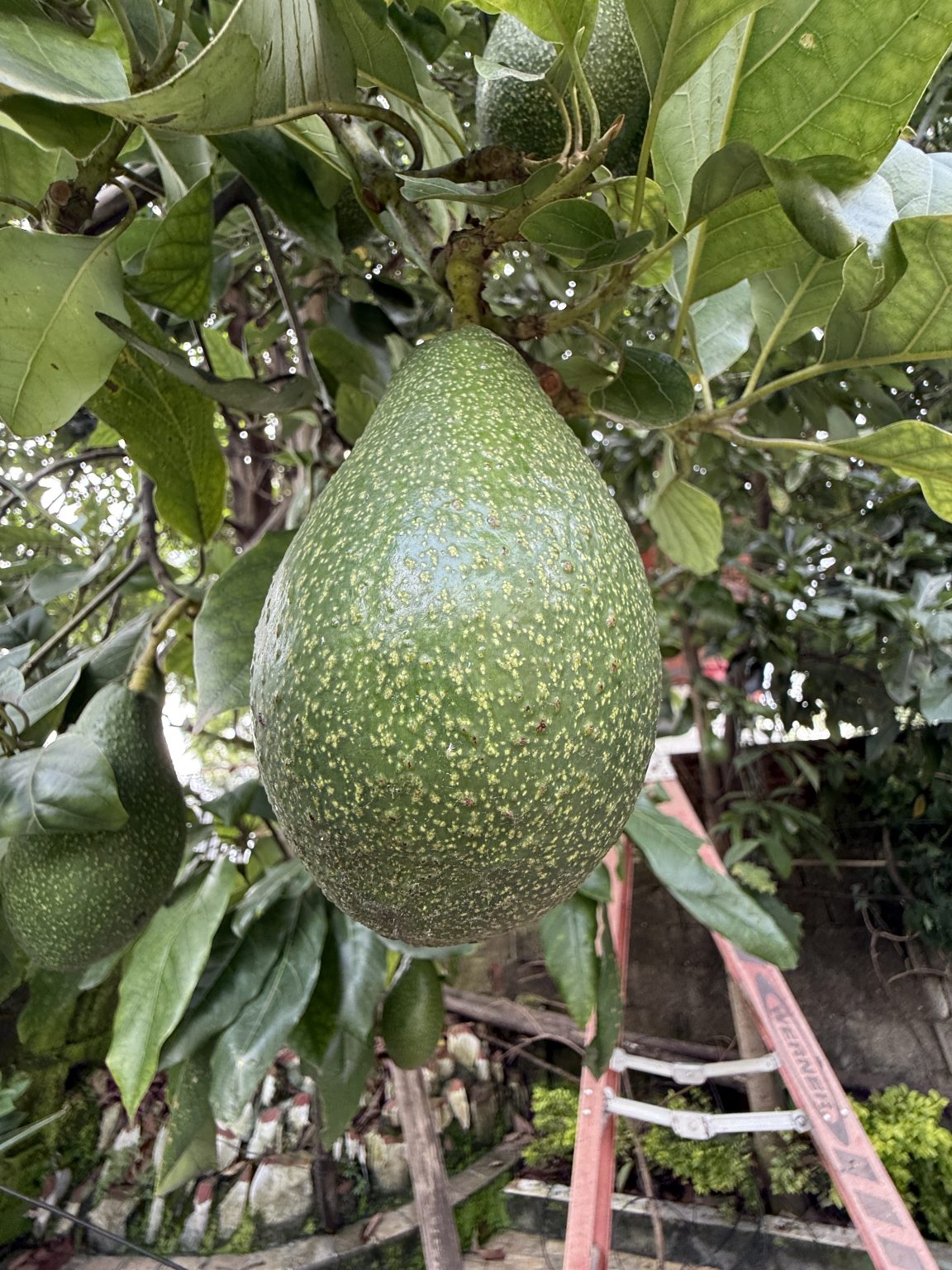 A large green avocado hangs from a tree branch, surrounded by glossy green leaves.