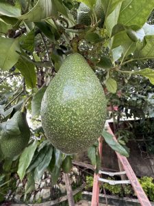 
A large green avocado hangs from a tree branch, surrounded by glossy green leaves. 