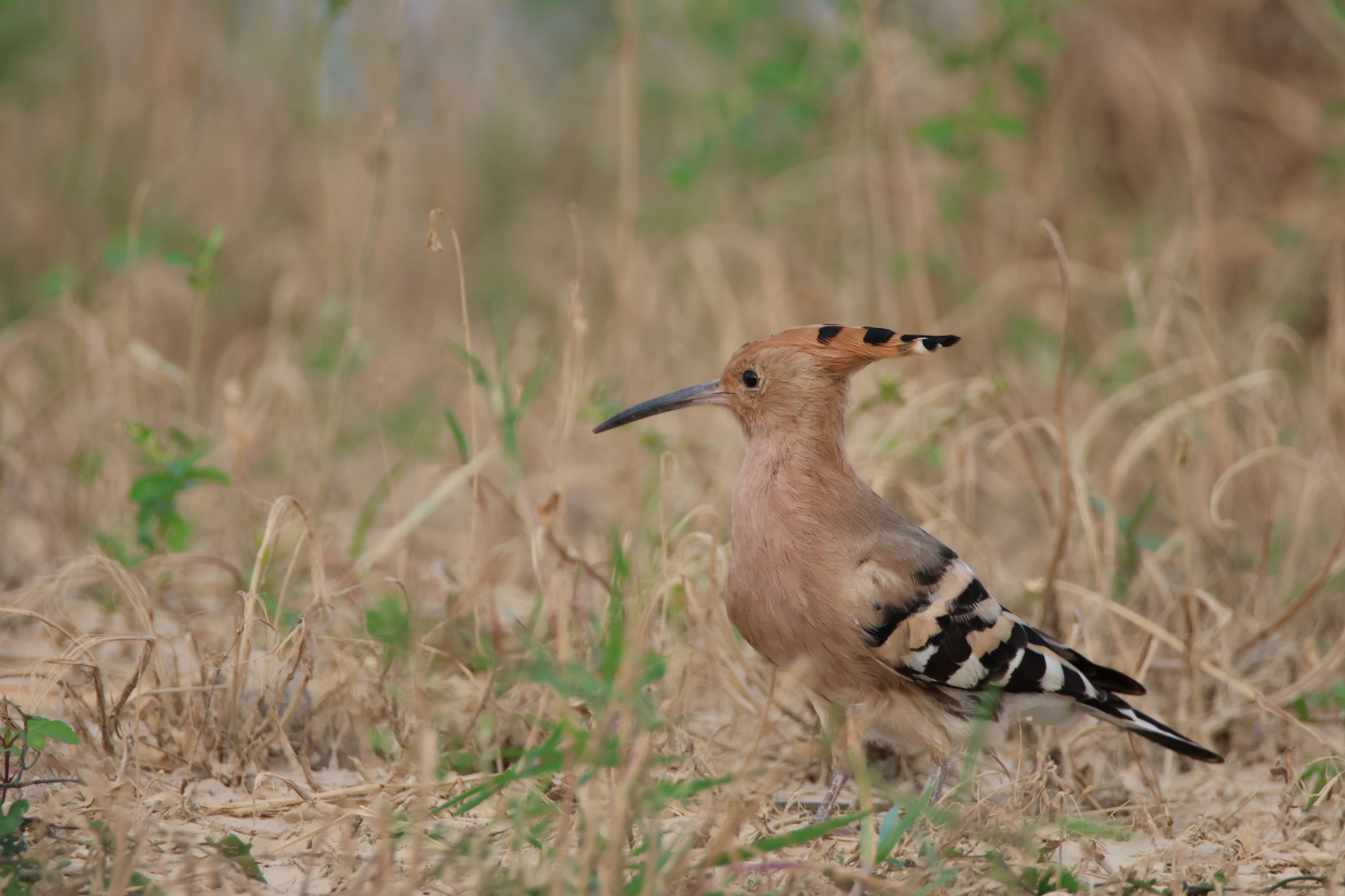 A Common Hoopoe bird standing amidst dry grassland.