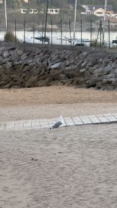 Seagull standing on a sandy beach next to a wooden slatted pathway, with a rock barrier and fenced area in the background.
