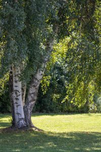 A big birch tree with three main trunks and lots of green leaves on a lawn with shrubbery behind it.
