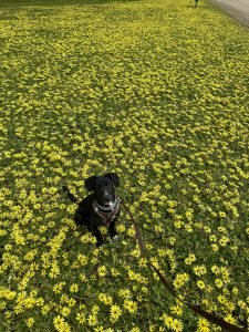 Black dog wearing a brown harness and leash, sitting in a field covered with small yellow wildflowers and looking up at the camera.