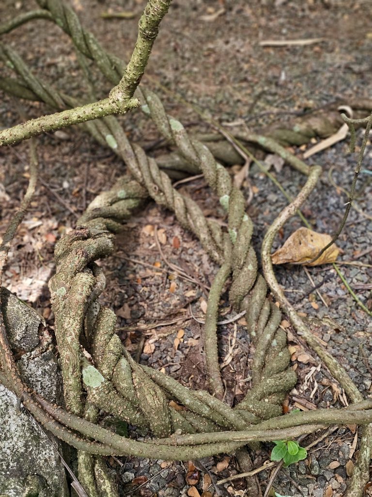 Twisted, textured tree roots spread across the forest floor, revealing intricate natural forms, bark textures, and earthy colors. Location: Ayamkudy, Kottayam, Kerala.