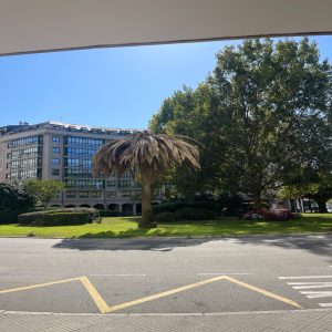 Palm tree and colorful flowers in a landscaped area, with a modern glass building and green trees under a clear blue sky.