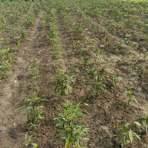 A wide view of a vegetable field, featuring neat rows of small green plants emerging from the soil. 