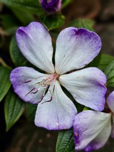 A close-up view of a delicate pale purple and white Tibouchina flower (often called the princess flower or glory bush), showing its fine petals, central stamens, and green leaves. The soft background makes the flower stand out beautifully. Location:  Kozhikode, Kerala.