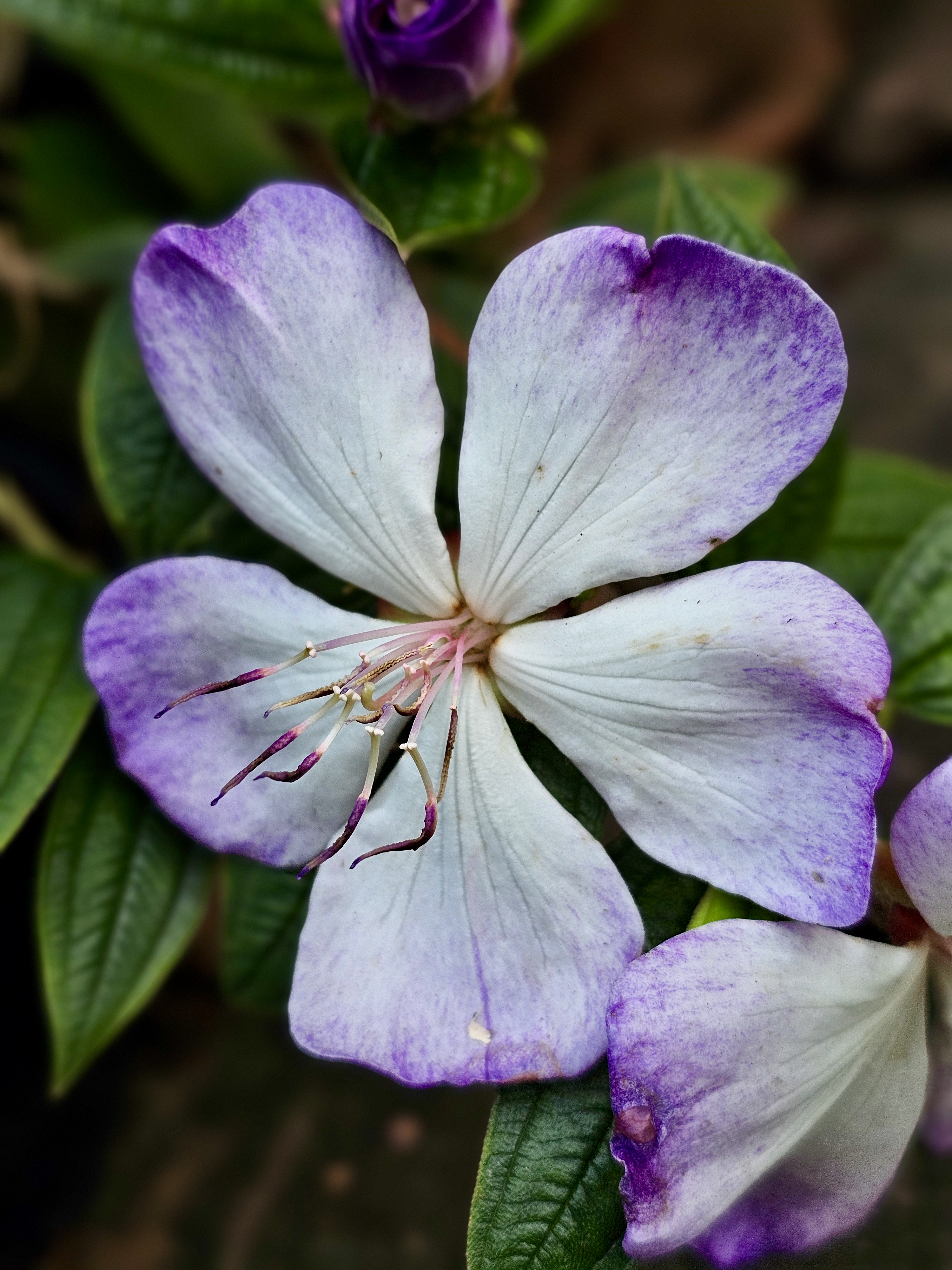 A close-up view of a delicate pale purple and white Tibouchina flower (often called the princess flower or glory bush), showing its fine petals, central stamens, and green leaves. The soft background makes the flower stand out beautifully. Location: Kozhikode, Kerala.