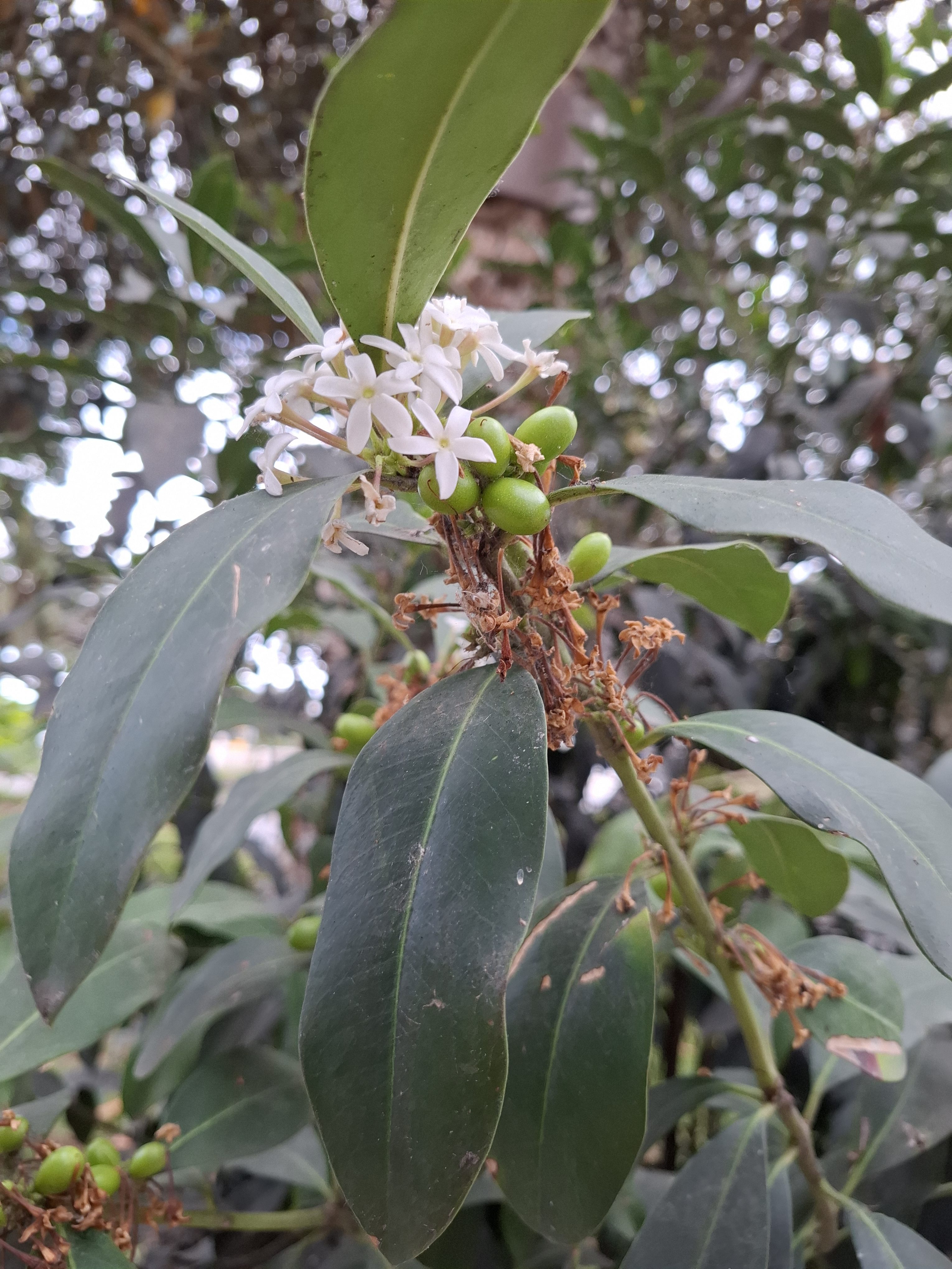 Plant with white flowers and small green fruits.