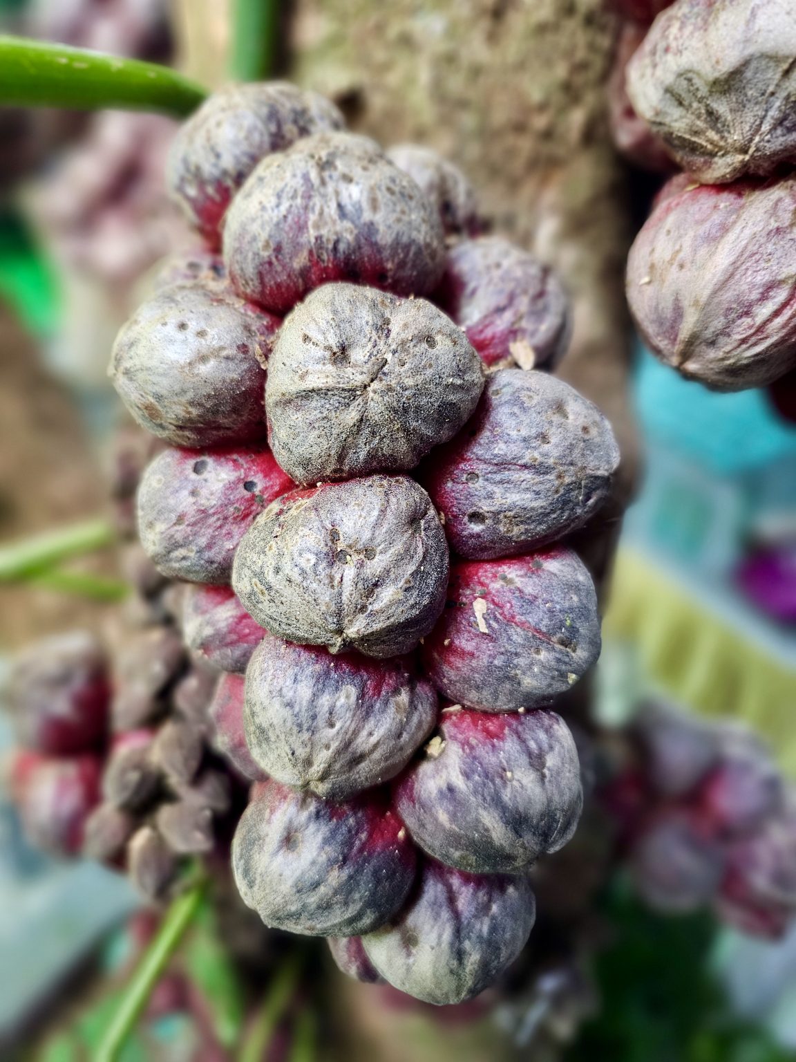A close-up view of clusters of unusual reddish-purple fruits (Tiger Grape/Crimson Kadsura) growing directly from a tree trunk. Their shapes, textures, and colors make this an intriguing example of tropical plant life. Location: Edakkoli, Kottayam, Kerala.