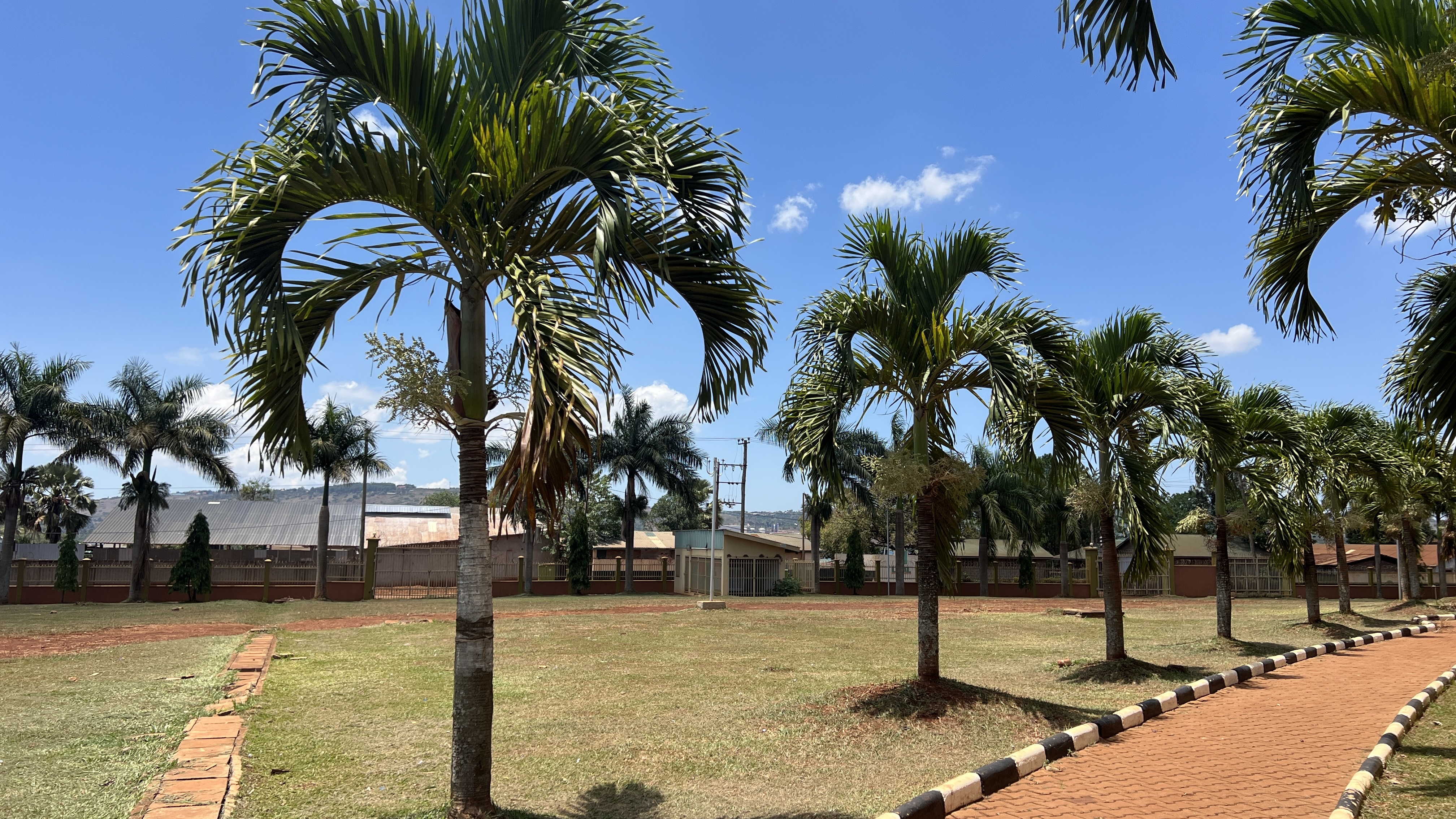 A line of palm trees along a walk way in a compound.