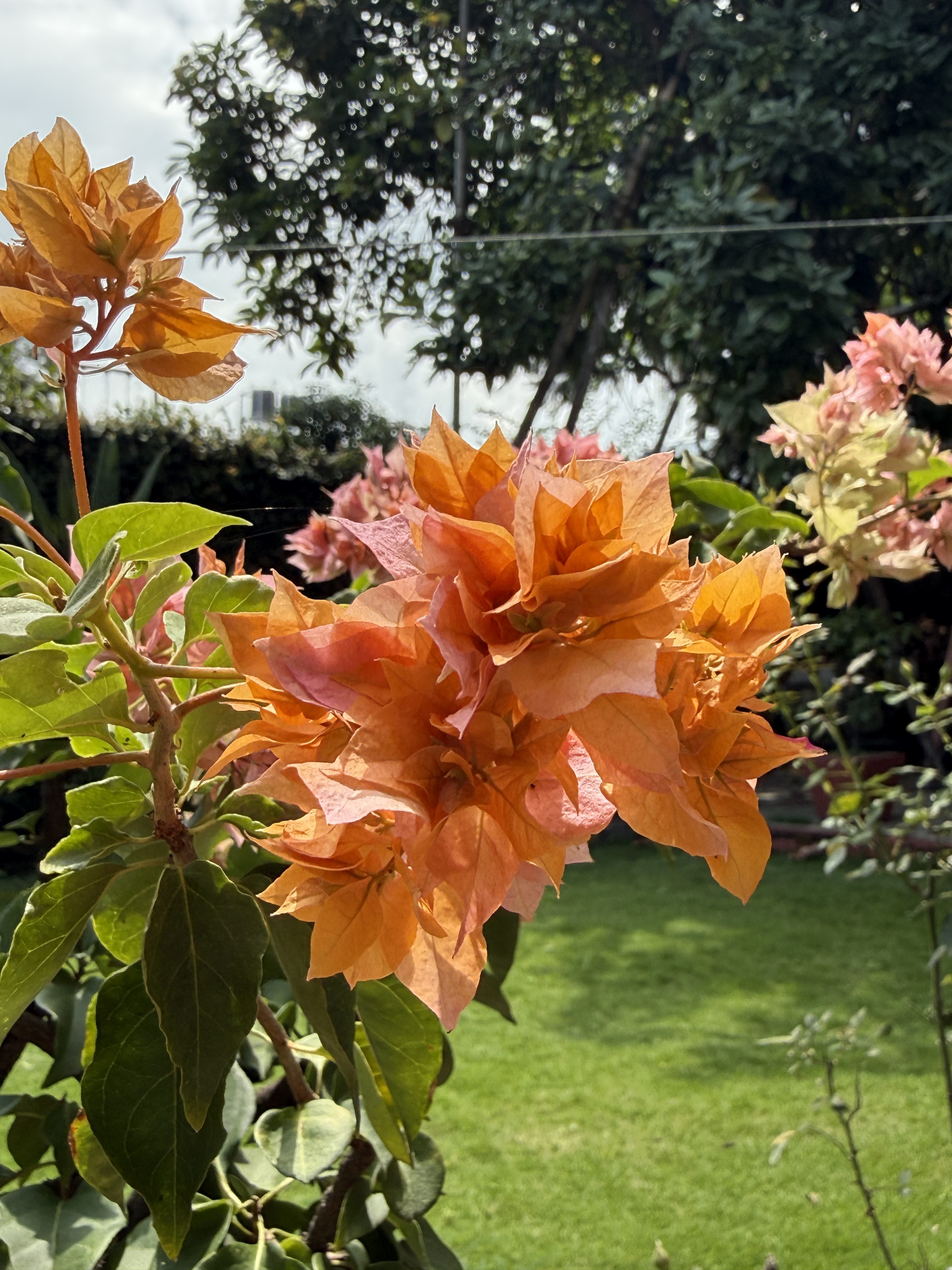 A vibrant cluster of Bougainvillea flowers is featured prominently in the foreground.