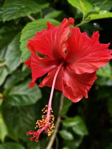 A bright red hibiscus flower stands out against a background of lush green leaves. The detailed petals and long flower stalk create a striking close-up of tropical nature. Location: Perumanna, Kozhikode, Kerala.
