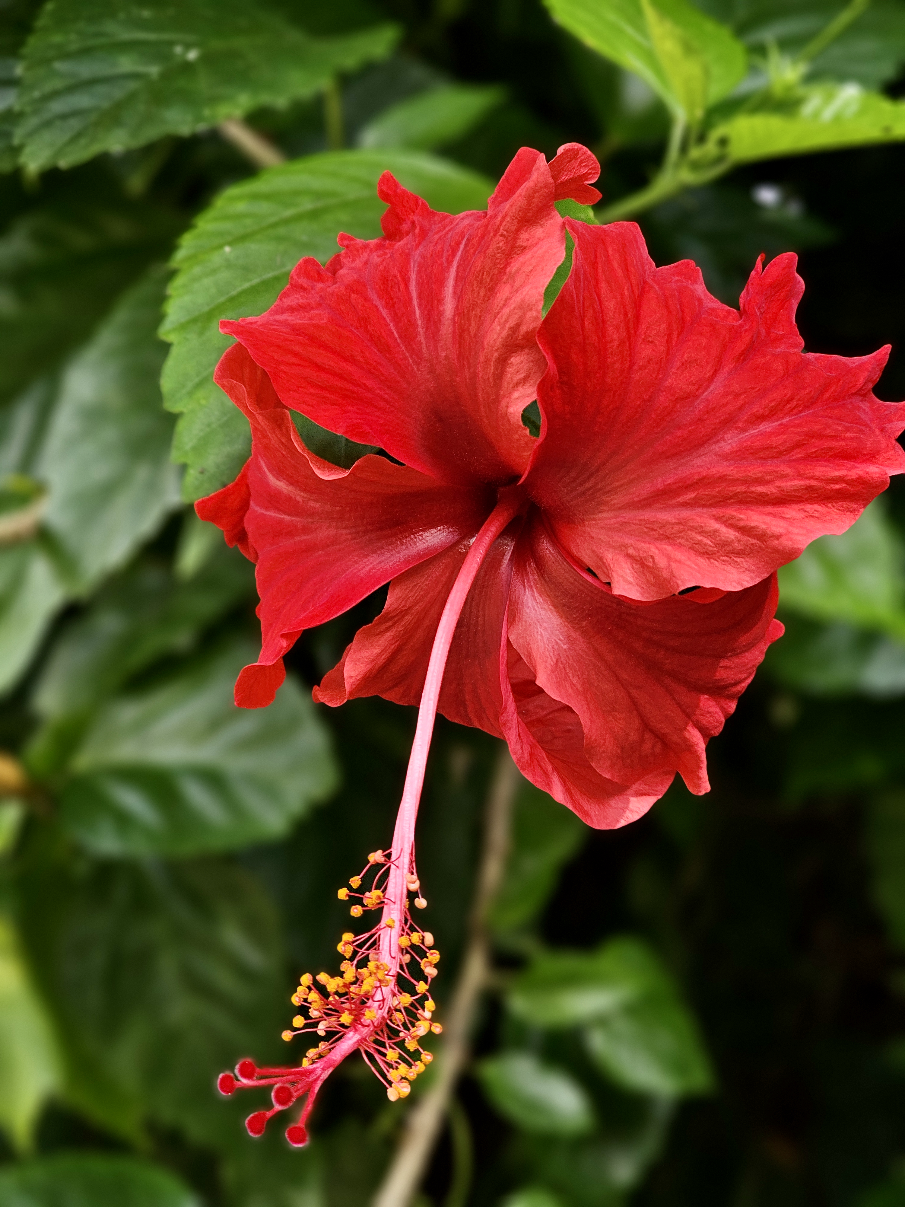 A bright red hibiscus flower stands out against a background of lush green leaves. The detailed petals and long flower stalk create a striking close-up of tropical nature. Location: Perumanna, Kozhikode, Kerala.