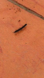 A top view of a black millipede with yellow dots crawling on red brick pavement near a small black ant.