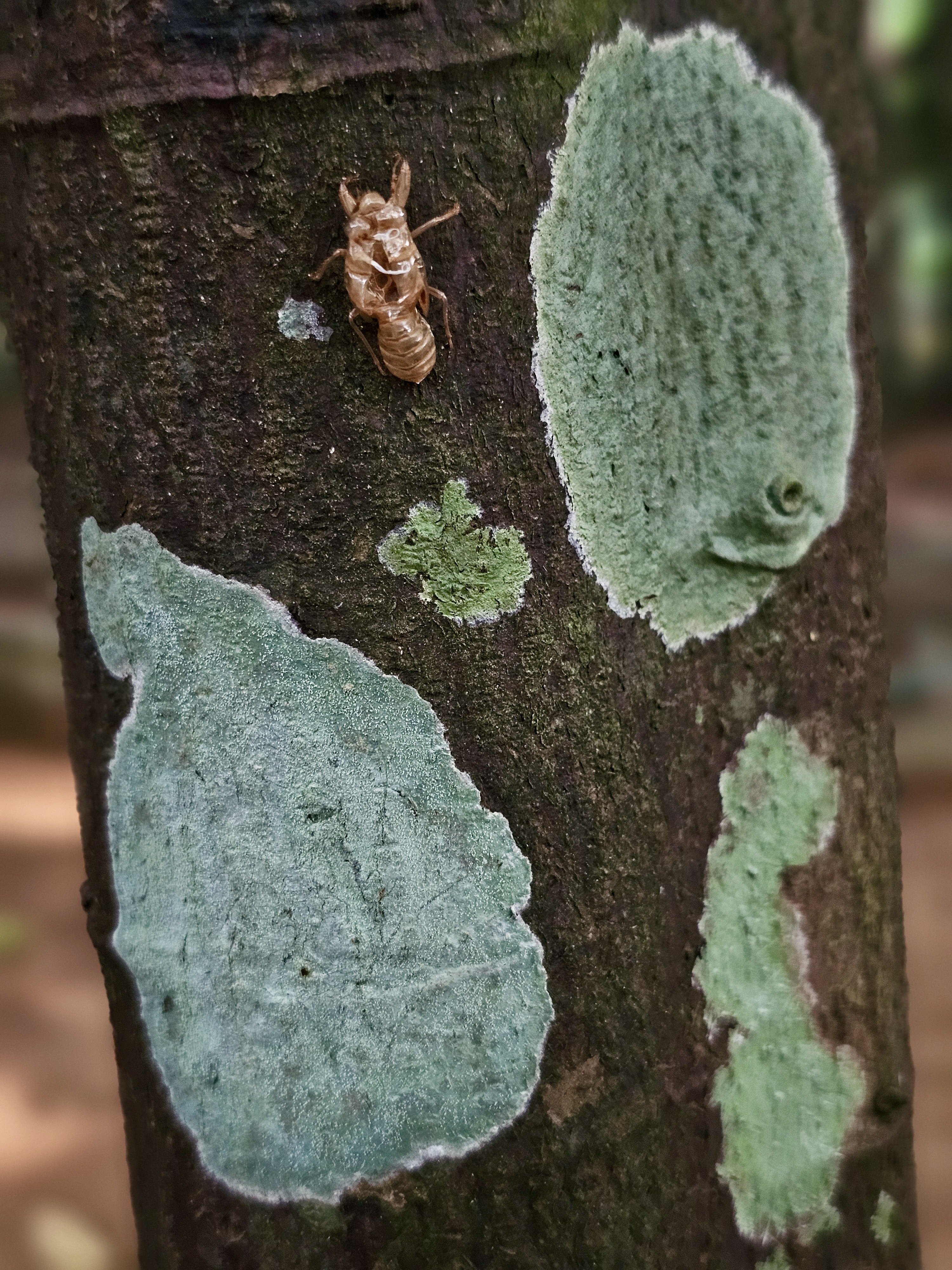 A detailed close-up of green lichen on tree bark alongside an insect exoskeleton. The contrasting textures and colors create a distinctive natural composition with strong documentary value. Location: Ayamkudy, Kottayam district, Kerala.