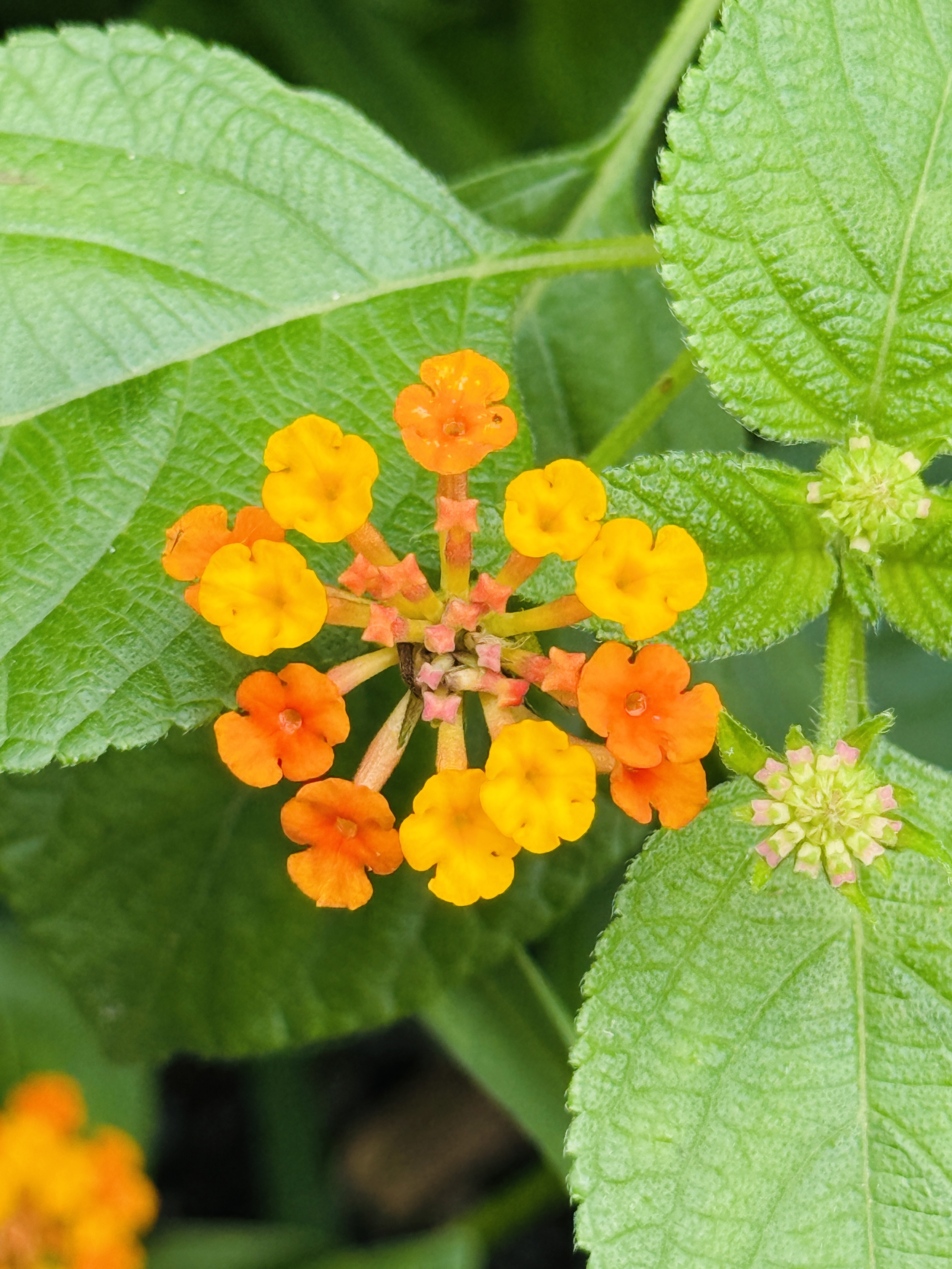 A group of small, bright orange flowers clustered together, resembling a circular arrangement, with some flowers having lighter yellow tones.