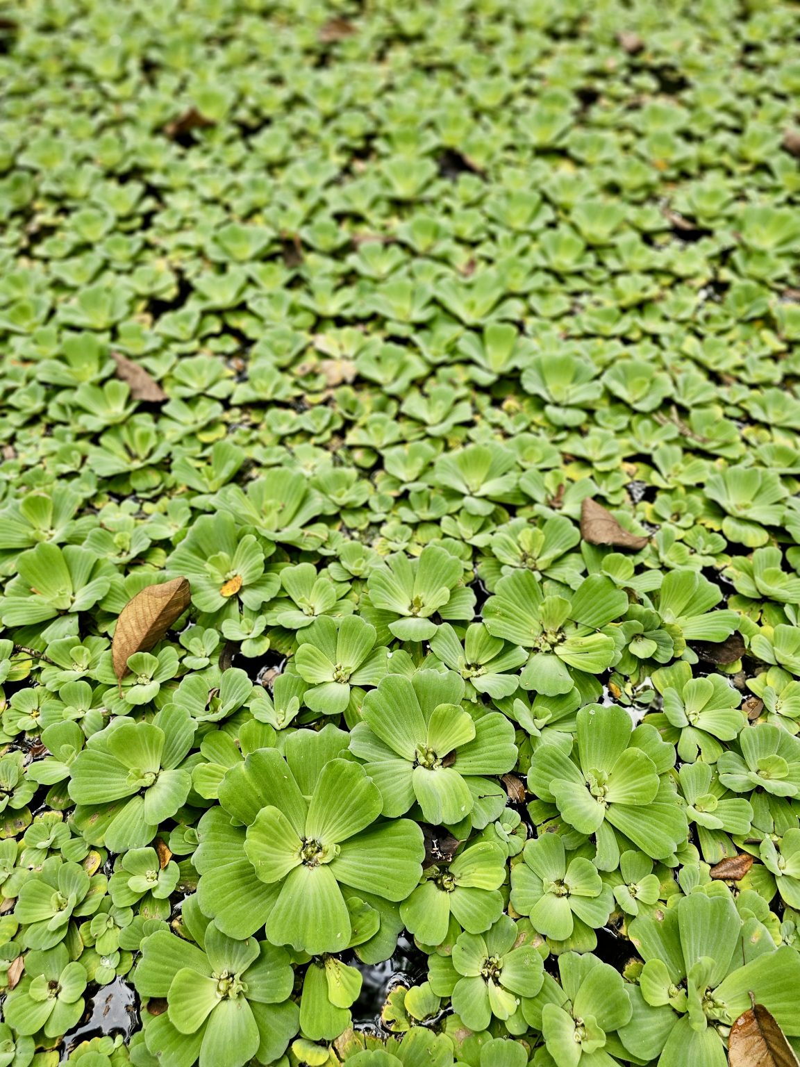 A pond is densely covered with floating water lettuce, creating a rich green natural pattern across the water surface. The varied sizes and shapes of the plants add texture and visual interest. Location: Ayamkudy, Kottayam, Kerala.