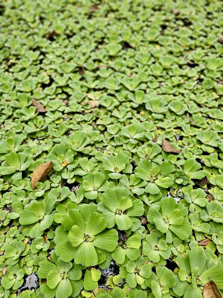 A pond is densely covered with floating water lettuce, creating a rich green natural pattern across the water surface. The varied sizes and shapes of the plants add texture and visual interest. Location: Ayamkudy, Kottayam, Kerala.