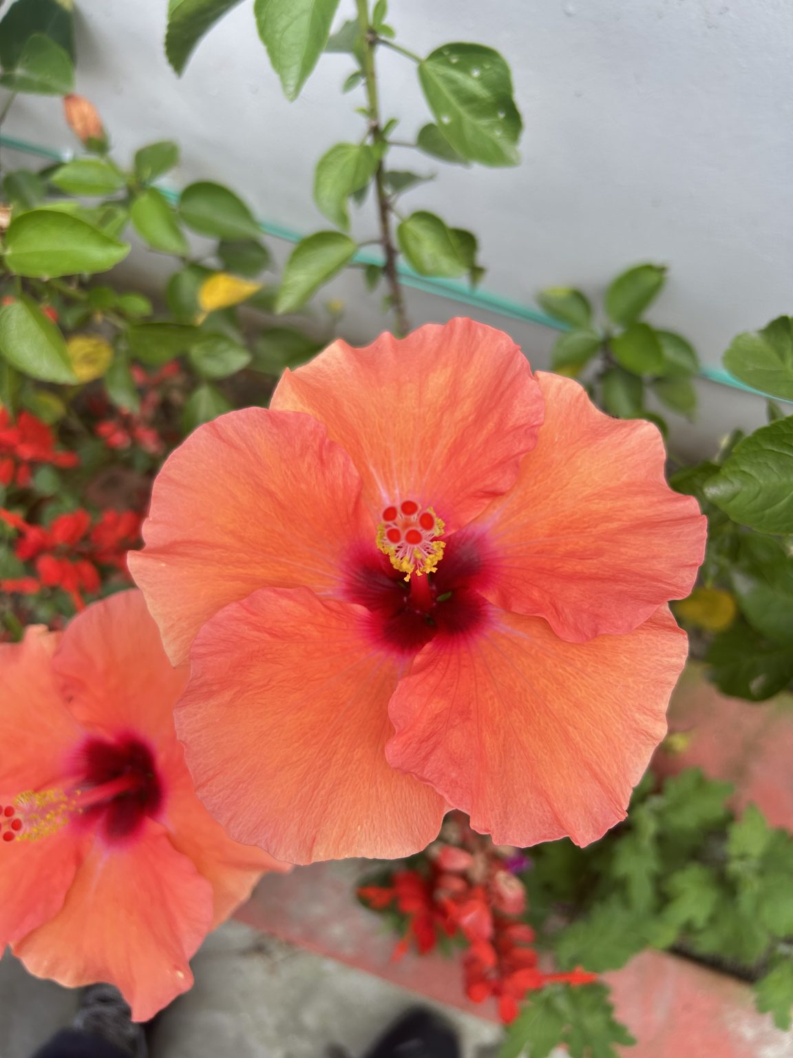 Close-up of a vibrant coral-orange hibiscus flower with a dark center and green leaves in the background.
