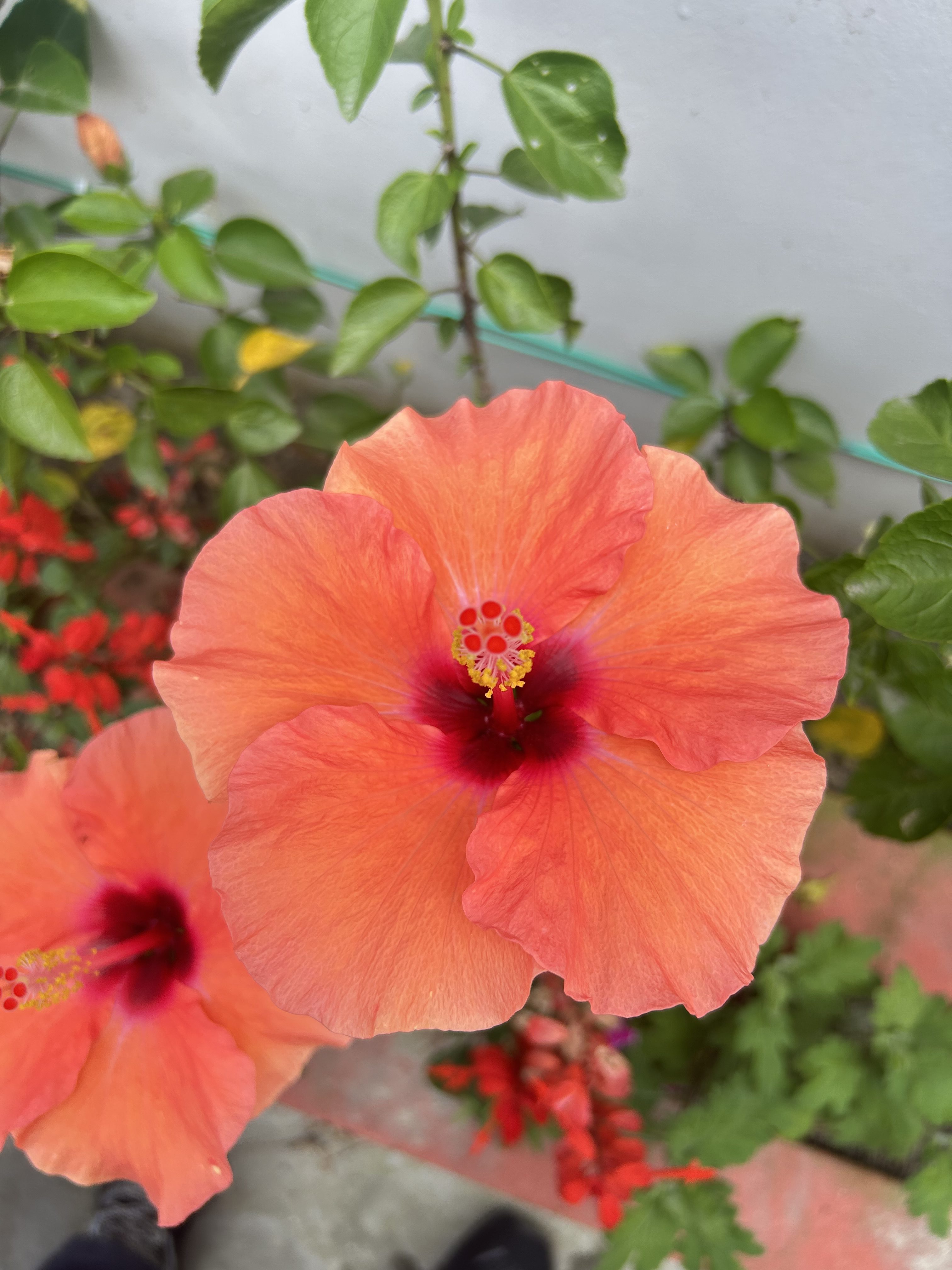 Close-up of a vibrant coral-orange hibiscus flower with a dark center and green leaves in the background.