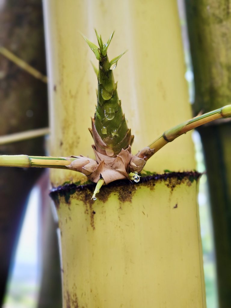 A fresh bamboo shoot emerges from a bamboo stem, with water droplets highlighting its layered structure. The close-up composition captures the delicate new growth against a softly blurred background. Location: Ayamkudy, Kottayam, Kerala.
