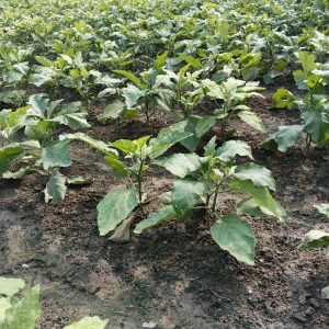 Eggplant Cultivation Field in Bangladesh