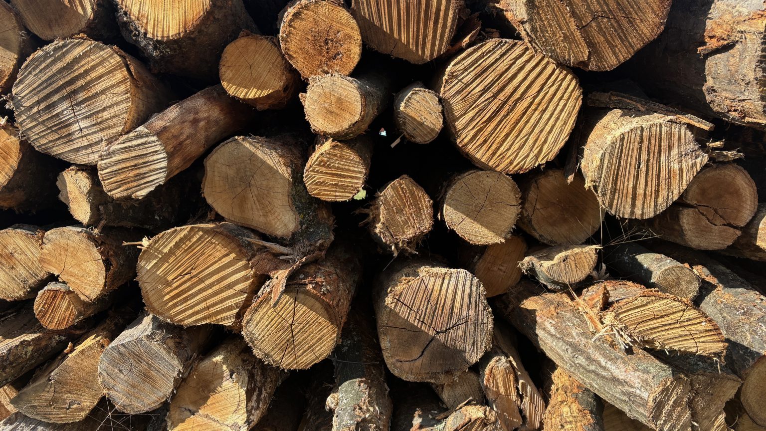 The sawn ends of a stack of logs in sunlight, rings and saw marks showing.