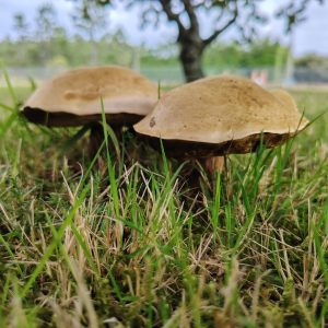 Two large mushrooms with light brown caps and dark gills growing in green grass, with a blurred tree in the background.