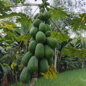 Papaya Tree with Multiple Fruits