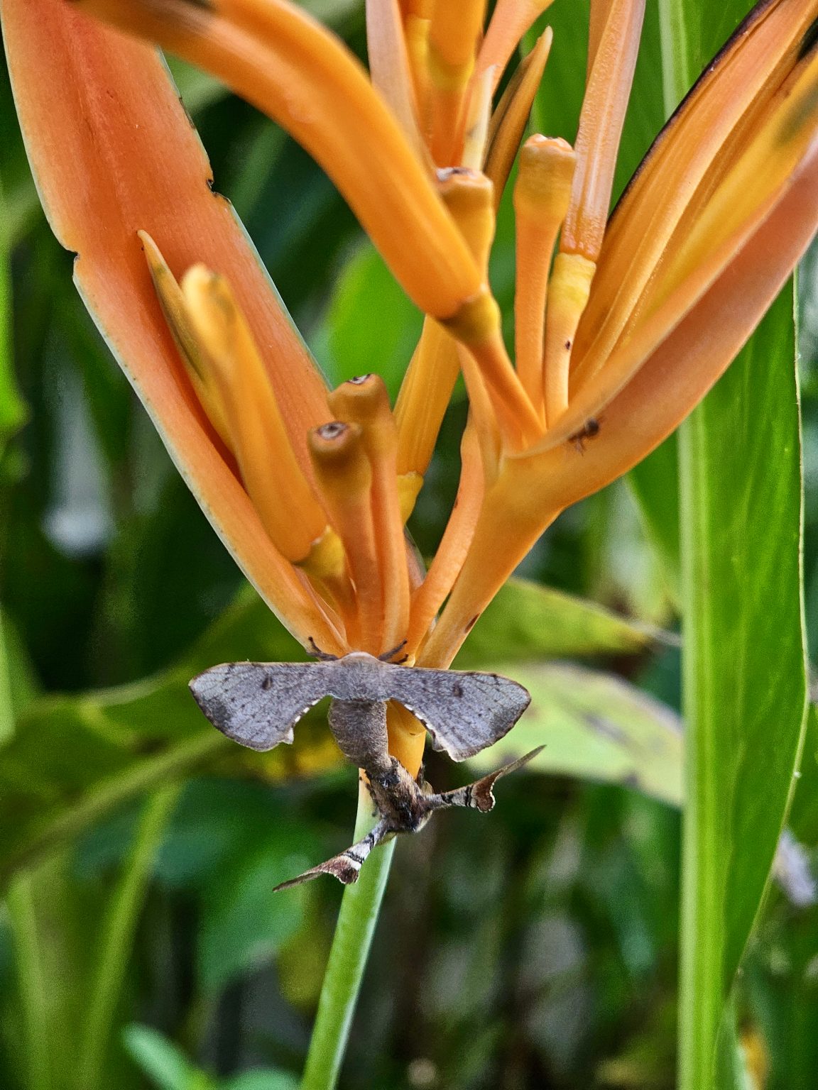 A natural close-up of a brown moth perched on an orange bird-of-paradise flower. The surrounding leaves and flowers provide a lush green background, while the moth’s unusual shape and patterns are clearly visible. Location: Perumanna, Kozhikode, Kerala.