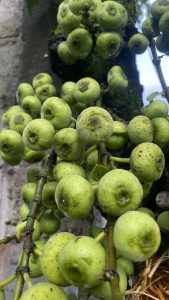 Clusters of fresh green figs growing closely together on a tree, showcasing their natural texture and early stage of ripening.