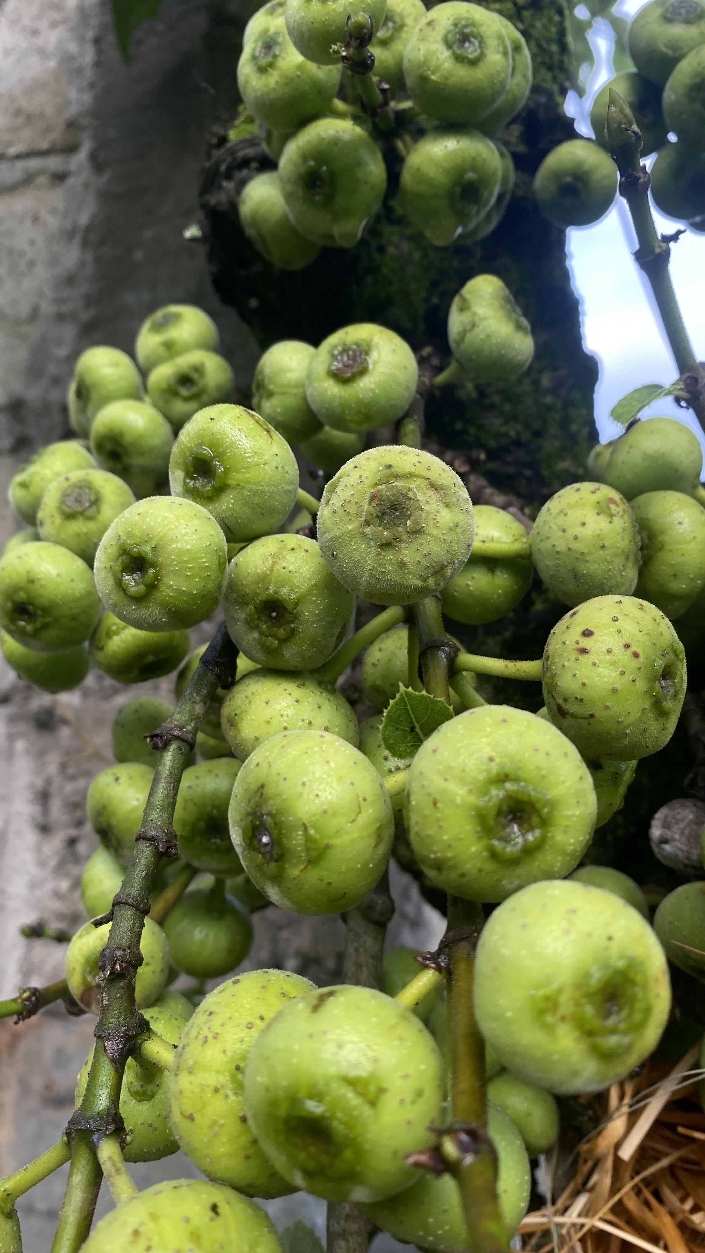 Clusters of fresh green figs growing closely together on a tree, showcasing their natural texture and early stage of ripening.