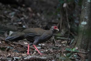 A female Silver Pheasant stands on a forest floor. They are large and spectacular pheasants. Variable across its large range, but the long-tailed male has either white or silvery-gray upperparts with a black crest, breast, and belly. Females are brownish overall with a much shorter tail. Both sexes have bright red face and legs.
