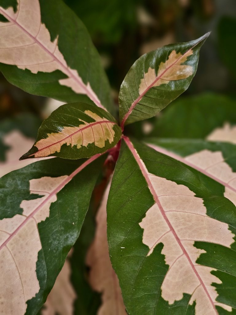 Variegated green leaves of a Caricature Plant (Graptophyllum pictum), with distinctive pink and cream patterns, create a striking natural composition. The central leaves are sharply detailed against a dark, soft background. Location: Ayamkudy, Kottayam, Kerala.