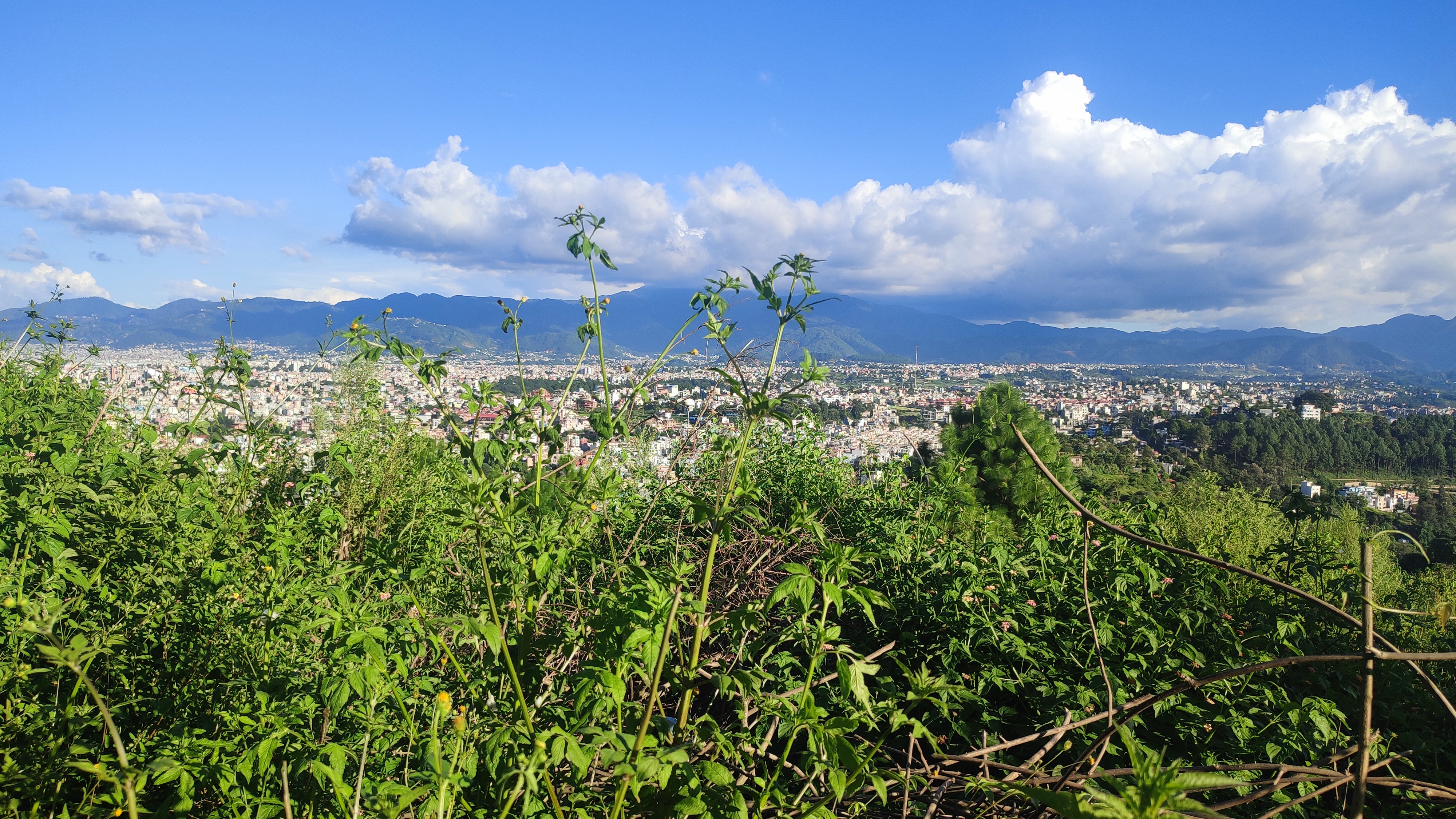 A panoramic view from hillside overlooking a city. In the foreground, dense greenery with variety of plants and tall grasses partially obscures the view. Beyond the vegetation, the city sprawls out, with clusters of buildings and streets creating a patchwork of development. The skyline is framed by distant mountains, sunlight casts a warm glow.