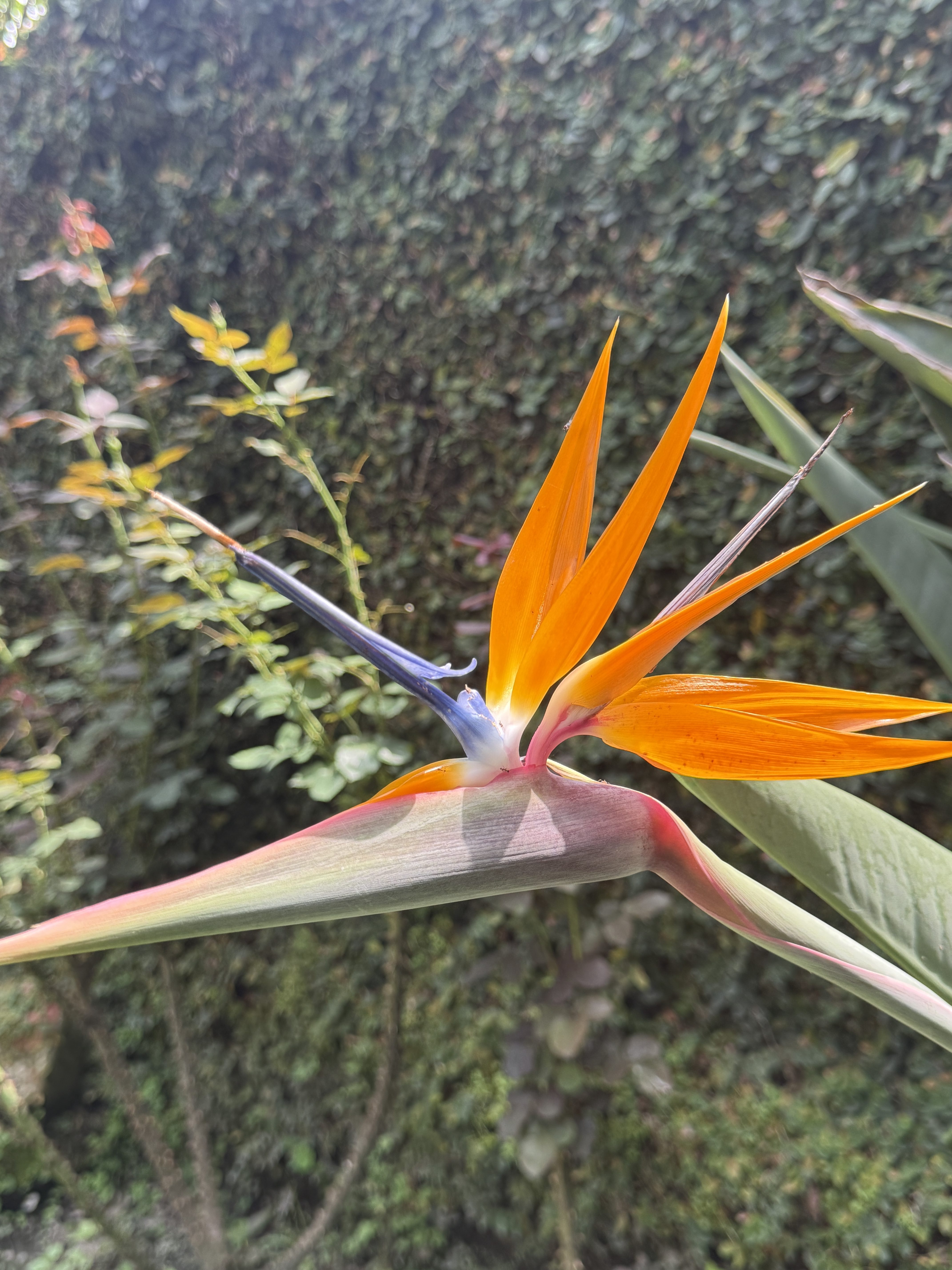 A vibrant orange flower with long, slender petals is the focal point, resembling a bird in flight.