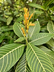 A vibrant orange flower spike surrounded by large, beautifully patterned green leaves. The sharp subject, natural background blur, and strong colour contrast make this an excellent botanical photograph. Location: Ayamkudy, Kottayam, Kerala
