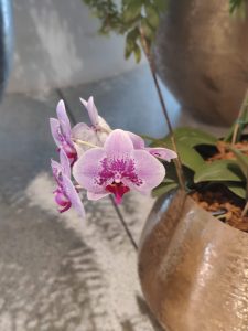 An elegant, closeup photograph captures a cluster of pink and magenta Phalaenopsis orchids blooming from a metallic, golden bronze rounded pot.