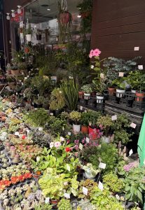 Rows of potted succulents, cacti, flowering plants, and leafy houseplants with small price tags displayed outside a plant shop in South Korea.

