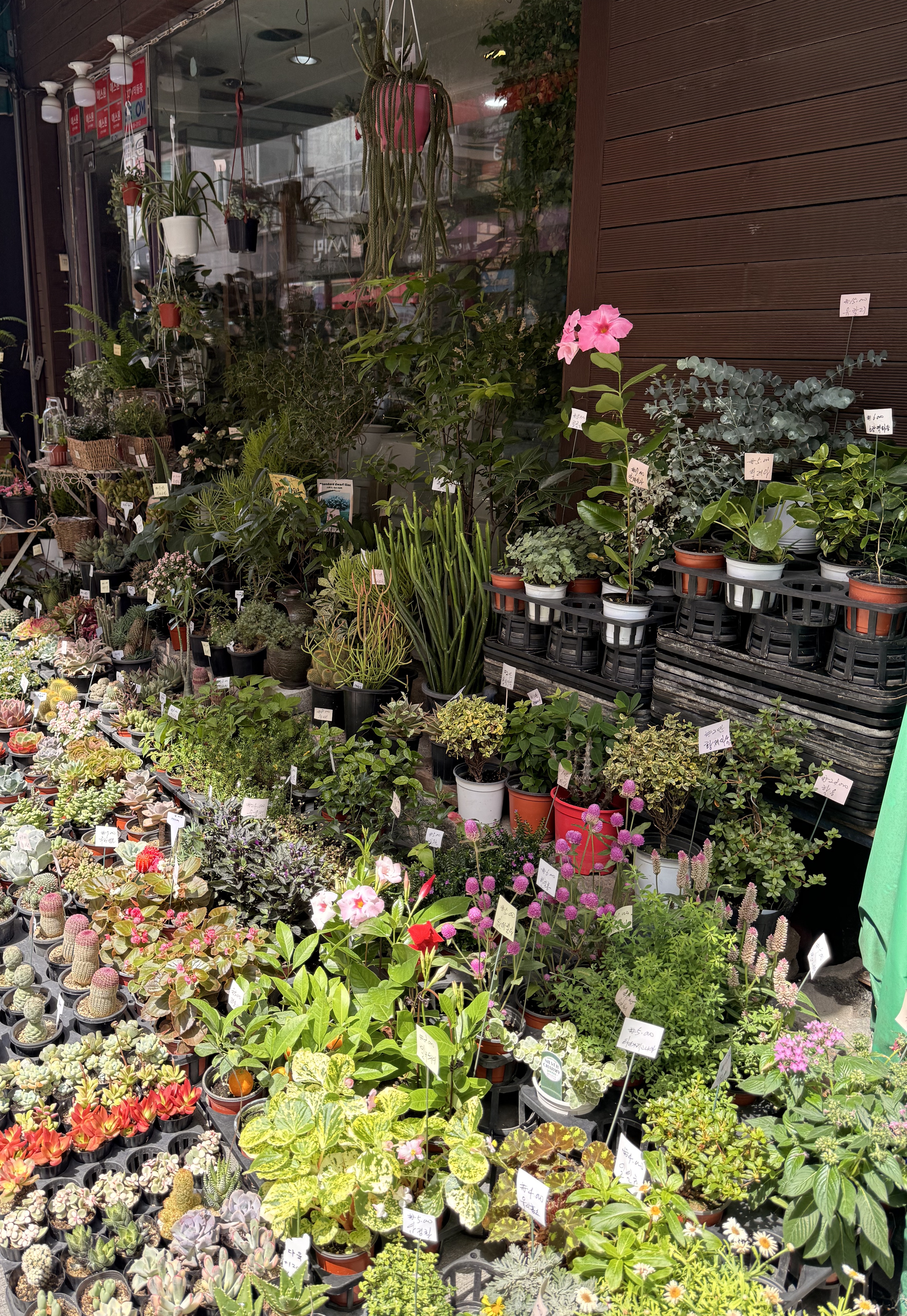 Rows of potted succulents, cacti, flowering plants, and leafy houseplants with small price tags displayed outside a plant shop in South Korea.