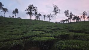 A lush, green tea plantation rolls across a hillside during the late afternoon, with scattered trees rising above the neat rows of tea shrubs under a soft, slightly hazy sky.