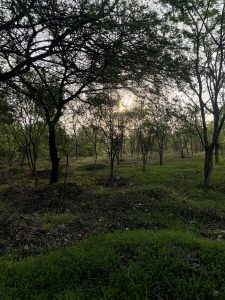 sunrise view amidst trees and grass at a local jungle