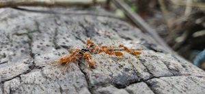 Extreme macro shot of a group of reddish-orange weaver ants working together on a rough, textured piece of weathered wood.