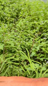 A close up shot of a bright green fern plant standing out from a dense bed of wild green grass and tiny white ground flowers.