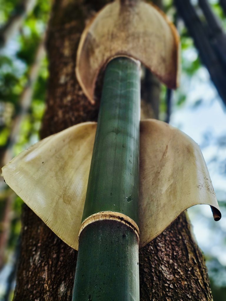 A striking close-up of a vibrant green bamboo culm with prominent node rings and overlapping, leaf-like protective structures known as culm sheaths. The shallow depth of field separates the subject nicely from the natural background. Location: Ayamkudy, Kottayam, Kerala.