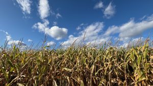 The bottom half of the picture is late summer corn standing in a field.  The top half is blue sky with puffy clouds.  It’s all sunlit.
