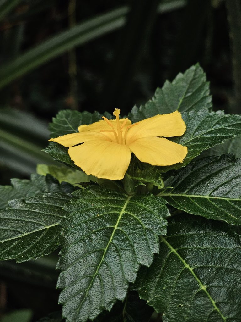A bright yellow flower (Turnera ulmifolia, commonly known as Yellow Alder) stands out beautifully against dark green textured leaves. The flower and reproductive structures are clearly visible, while the soft background separates the subject well. Location: Ayamkudy, Kottayam, Kerala.
