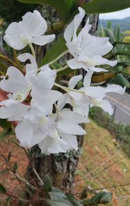 White guaria blanca orchids growing on a tree trunk, with green vegetation and an outdoor landscape in the background.