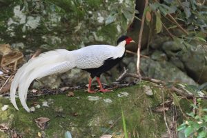 A male Silver Pheasant stands on a large moss-covered rock covered with fallen leaves. Long white tail, white upperparts, black underparts with a black crest, breast, bright red face and legs. Several other moss-covered rocks, green leaves are nearby.